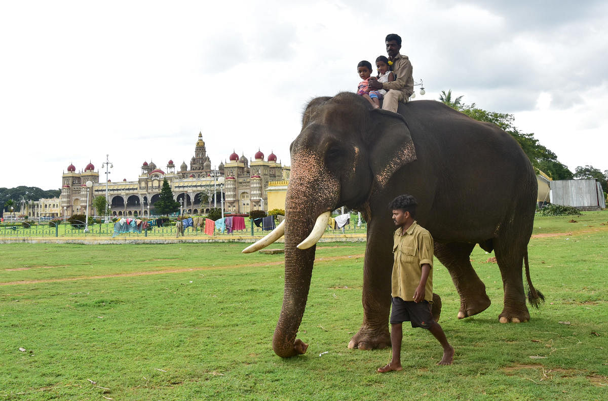 Only 10 caretakers to accompany Dasara elephants to Mysuru