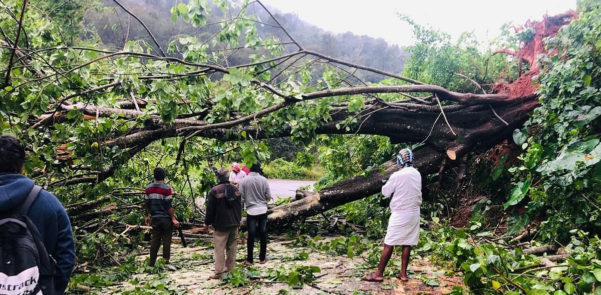 Trees uprooted as rain continues to lash parts of Chikkamagaluru