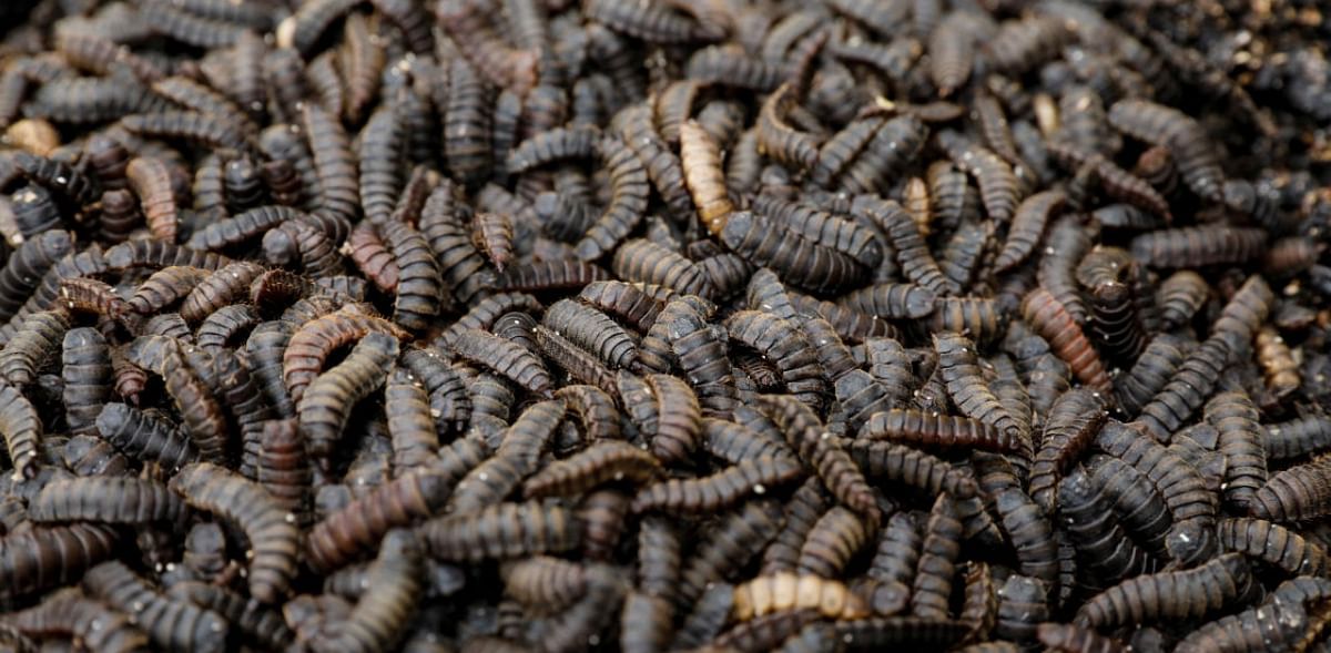 Kenya harnesses fly larvae's appetite to process food waste