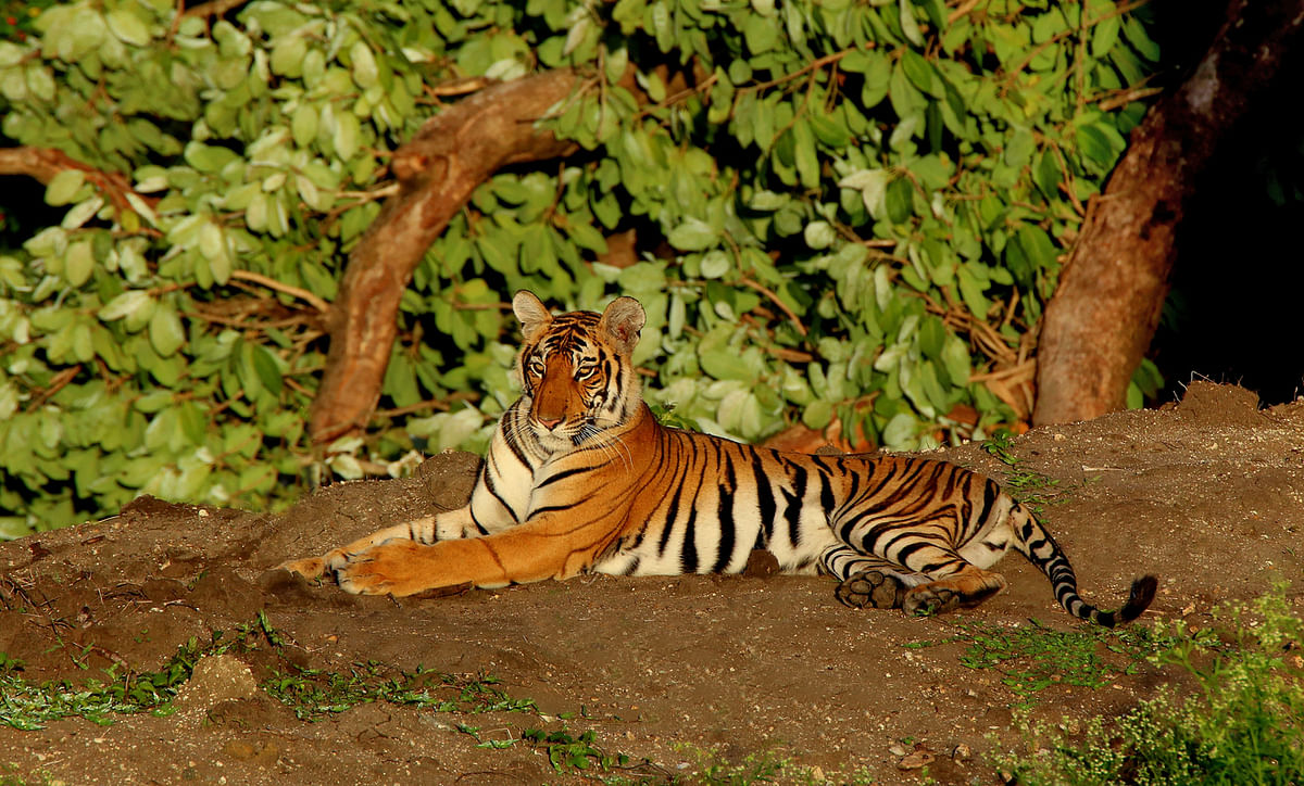 Tigress on prowl successfully captured in Pandharkawada