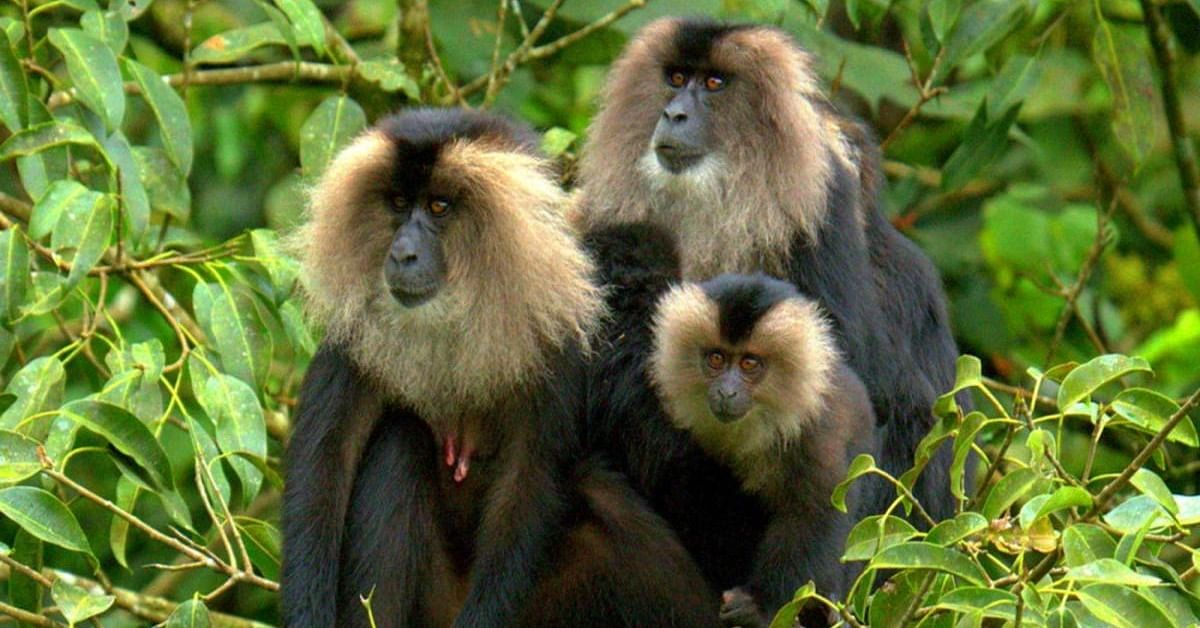 DH Exclusive | Reclusive lion-tailed macaques in Western Ghats are becoming dependent on human food