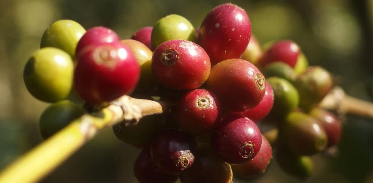 Tata Coffee in initial negotiations to acquire V G Siddhartha's coffee plantations
