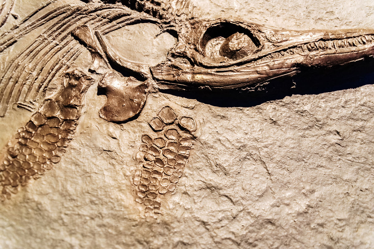 Remains of Jurassic sea predator found in Chile's Atacama desert