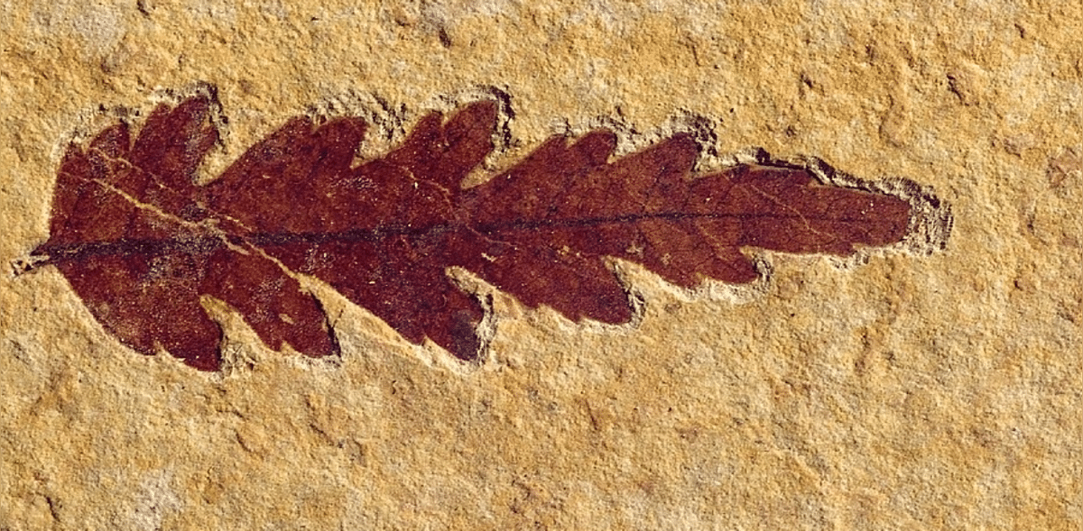 Fossilised leaves around 150-200 million years old from Jurassic period found in Jharkhand