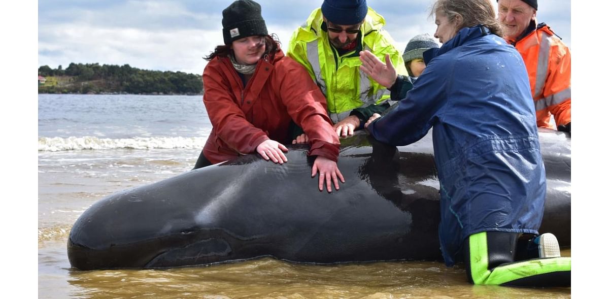 Final whale saved from grim Australia mass stranding