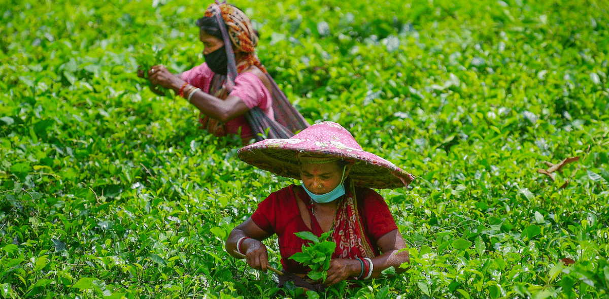 Mamata Banerjee announces housing programme for tea workers