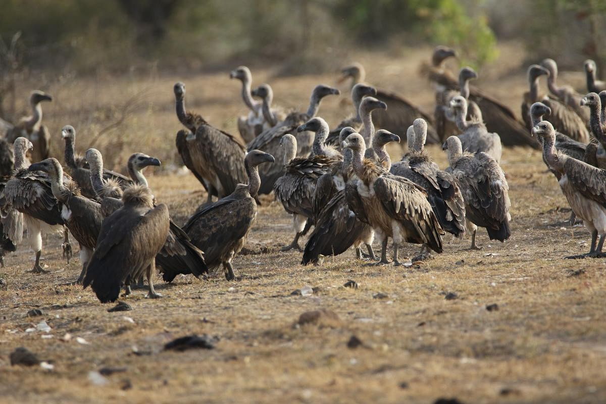 Vulture-toxic drugs linger