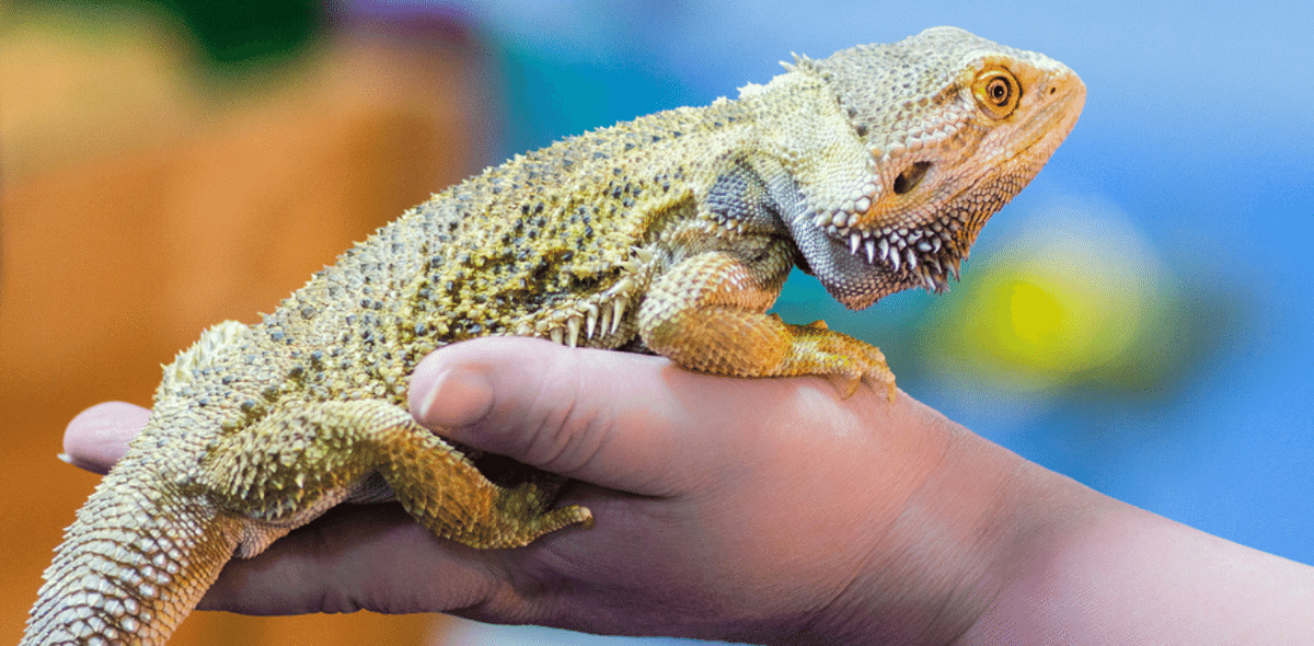 Reptiles vulnerable to unscrupulous pet trading: Study