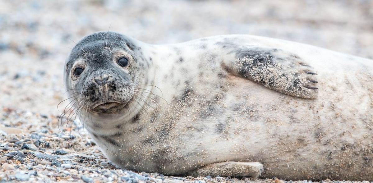Seals — A conservation success or omnipresent pests?