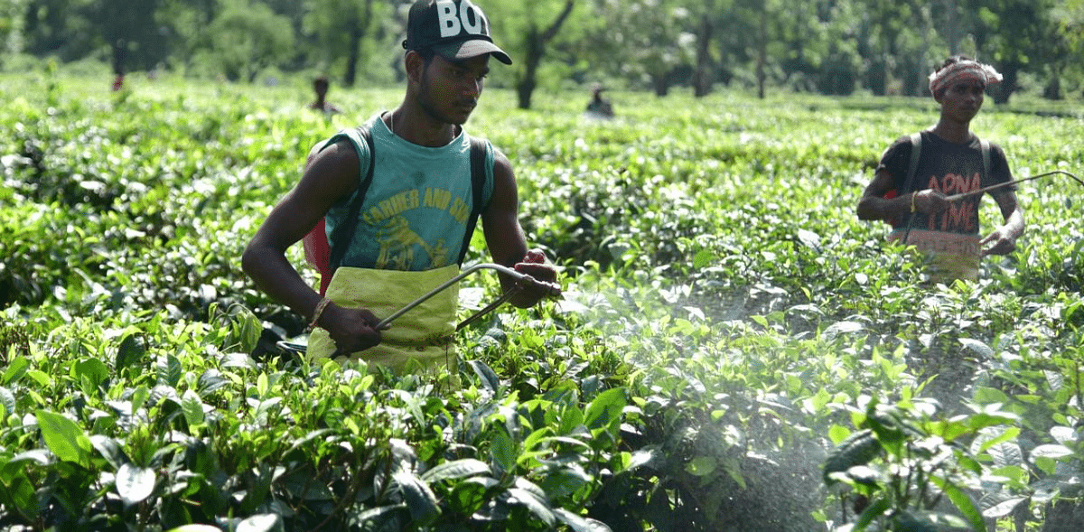 Jalpaiguri tea garden suspends operation, 1,500 left jobless