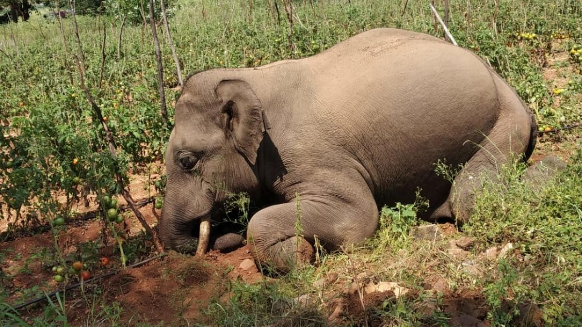 Wild elephant electrocuted on private agricultural land in Kerala