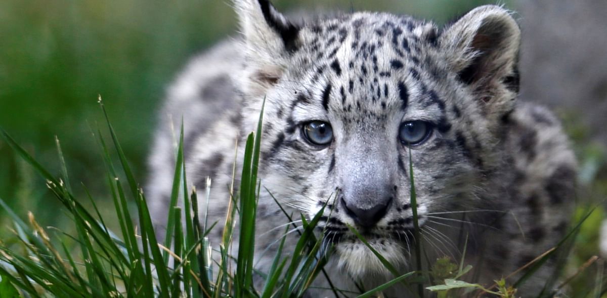 Rare snow leopards spotted in China
