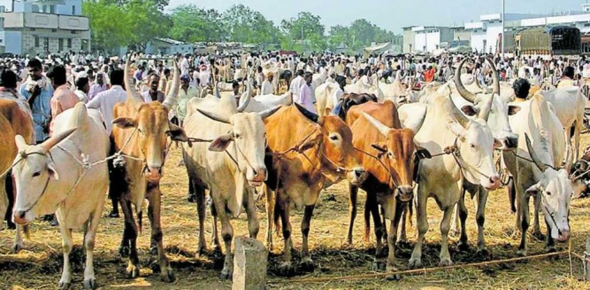 Police open fire to thwart illegal cattle trafficking in Karnataka