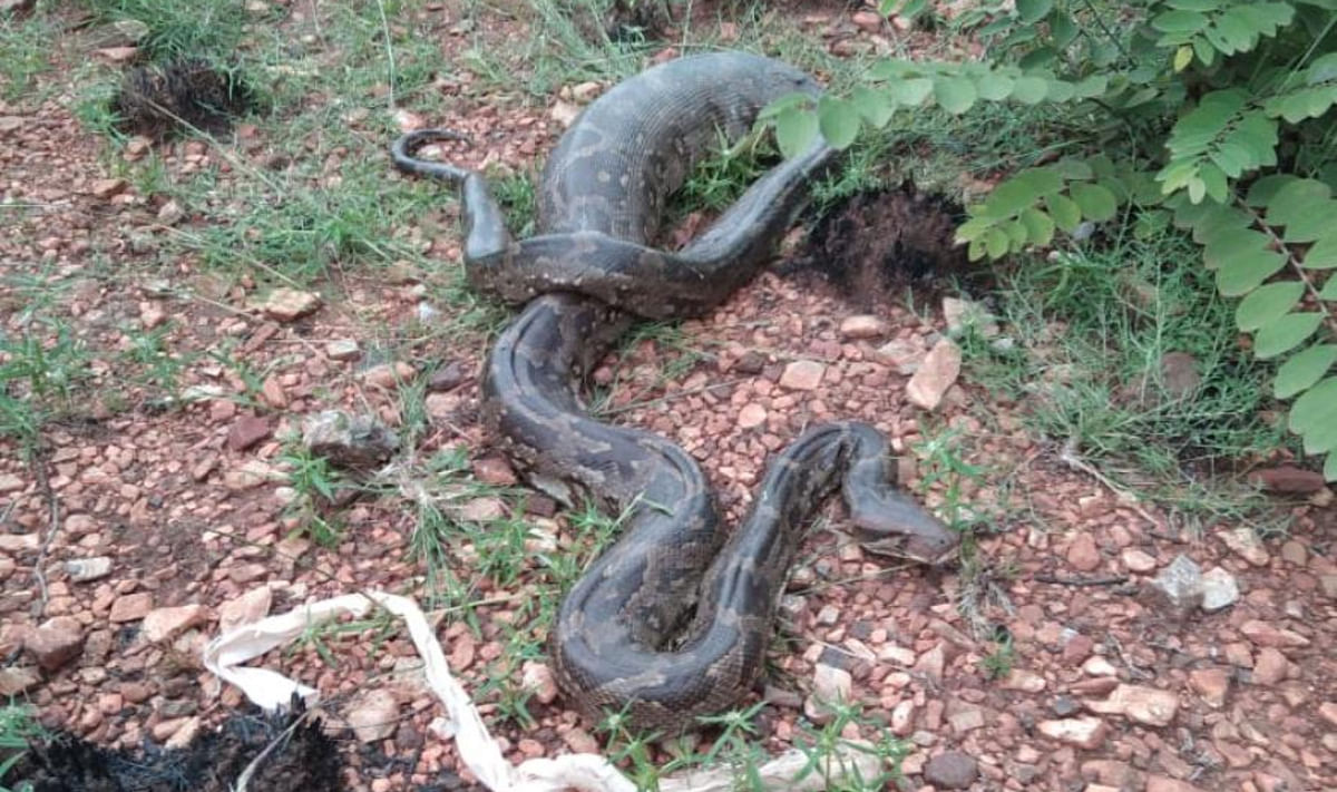 15-ft long python rescued from paddy field in Chamarajanagar dist