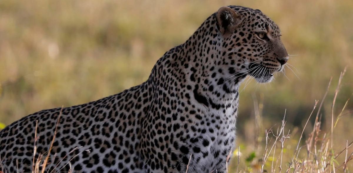 'Maneater' leopard shot dead in Uttarakhand