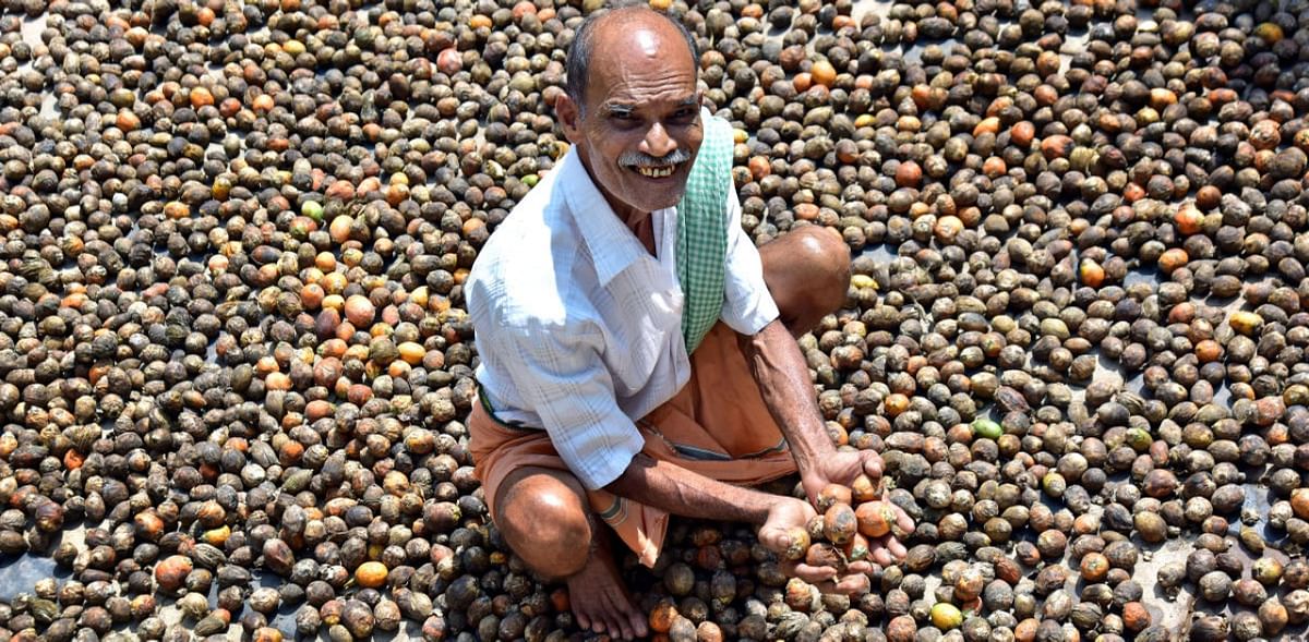 Campco to procure areca nuts from doorsteps of farmers 