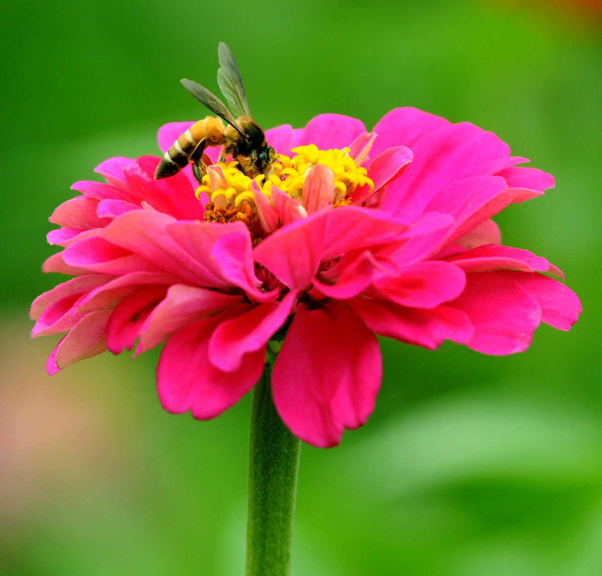 Flowers alter their features to attract pollinators