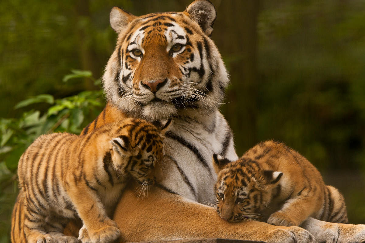 Why are tigers suddenly disappearing?