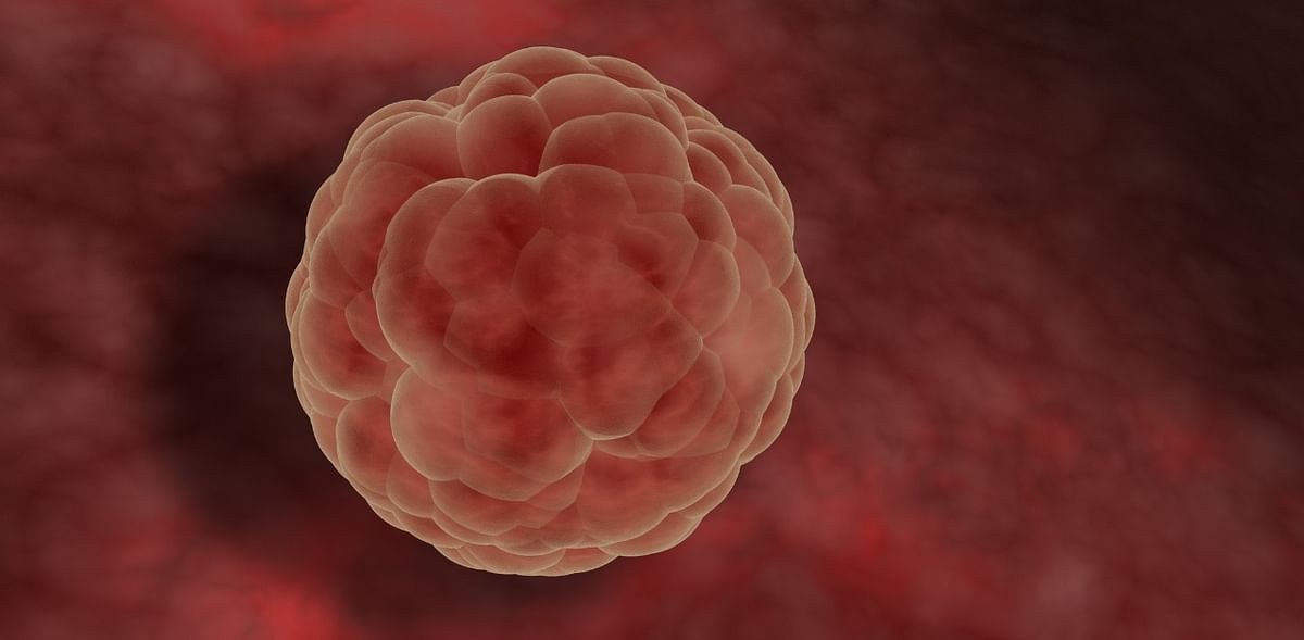How foetal cells from the 1970s power medical innovation today
