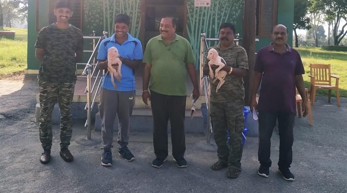 BTR gets pair of Mudhol hound puppies