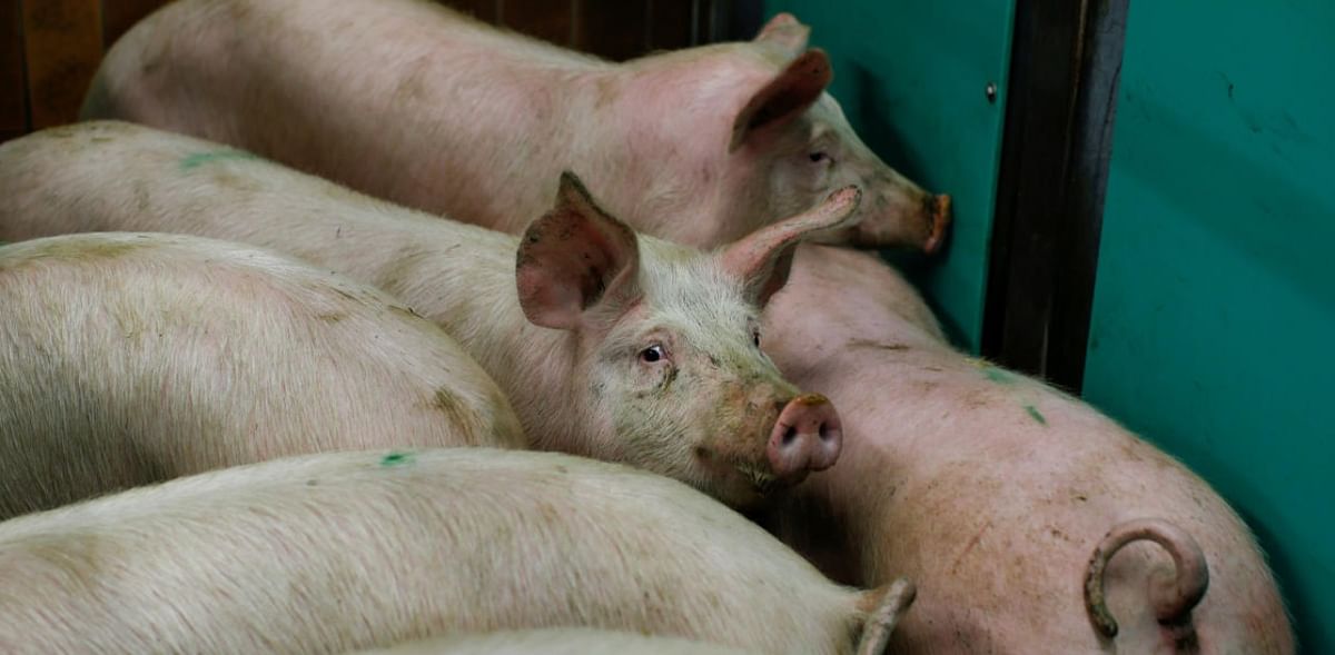 Russia finds traces of African swine fever in pork products in some regions