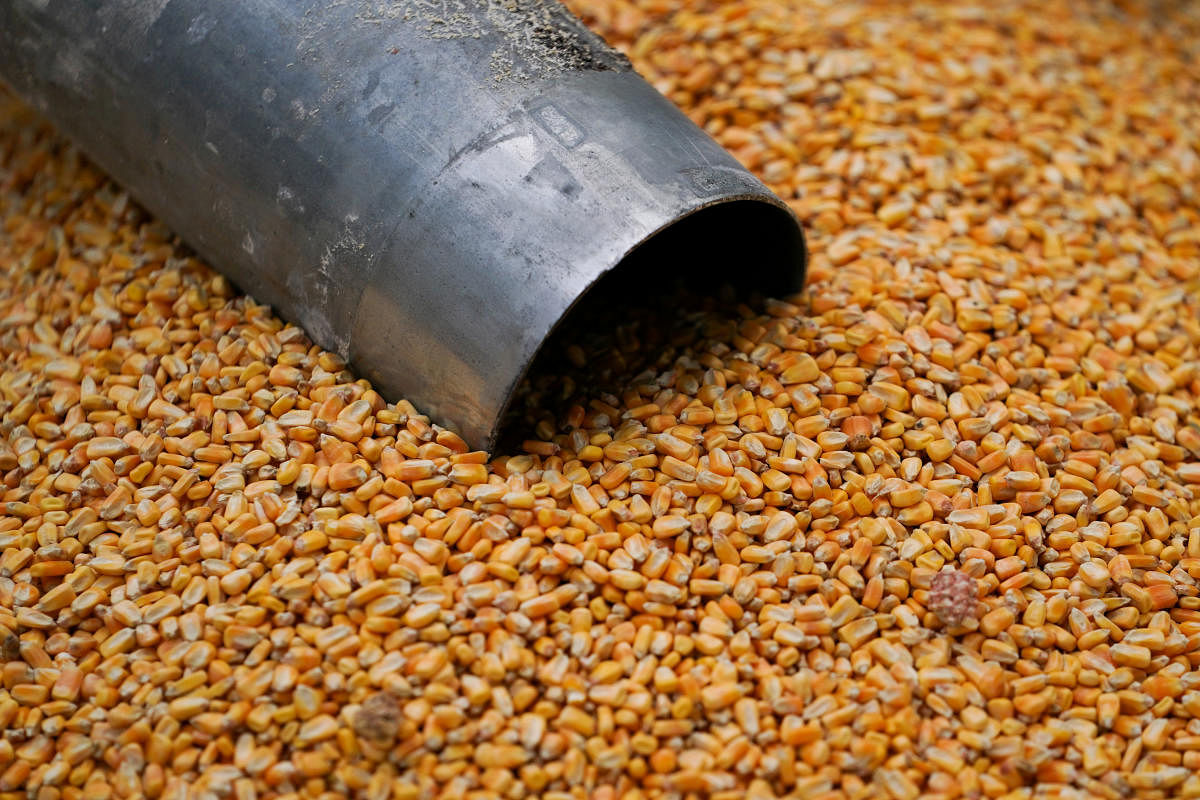 China eyes more corn imports as shipments surge, set to become top buyer