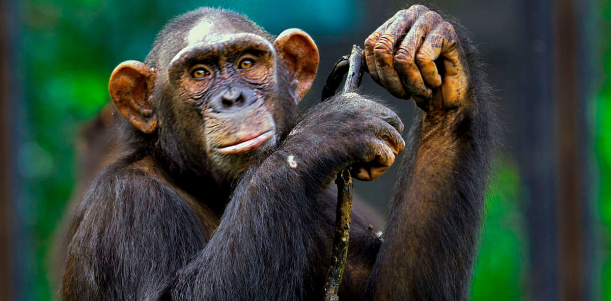 Old is gold: Like humans, ageing chimps prioritise important friendships