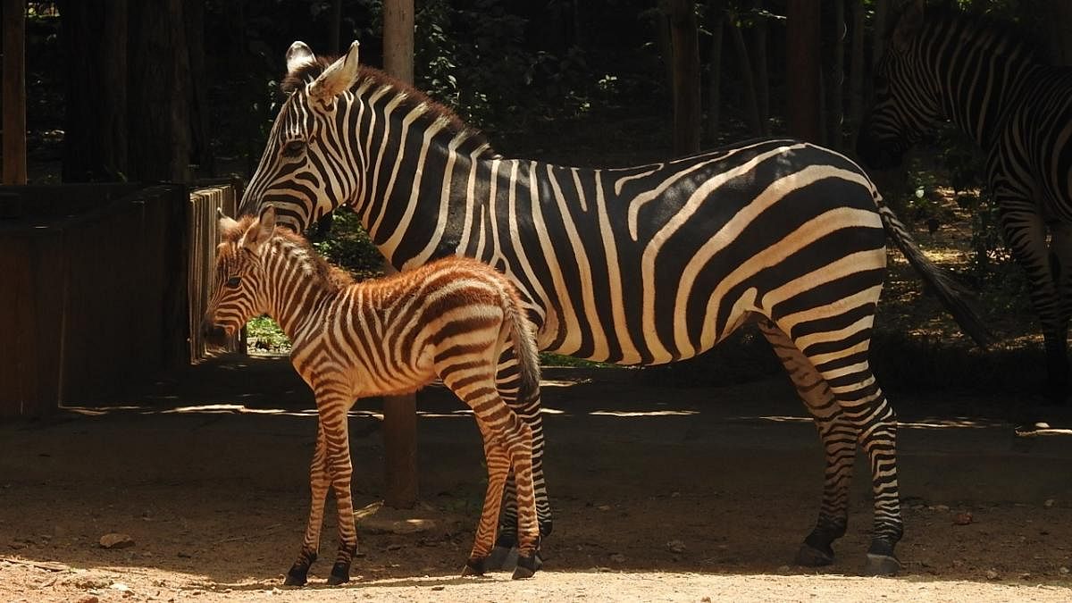 Zebra gives birth to foal at Mysuru Zoo