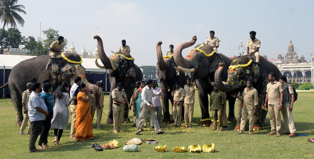 Dasara elephants return to forest camps