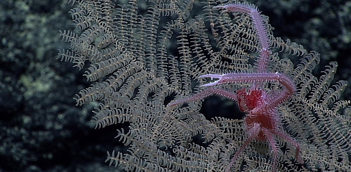 New black coral species found on Pacific Ocean seabed