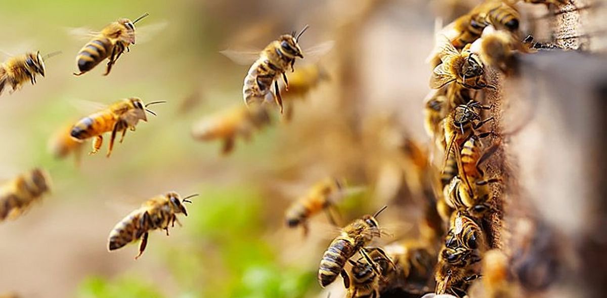 Scientists find commonality in bees’ famed 'Waggle Dance'