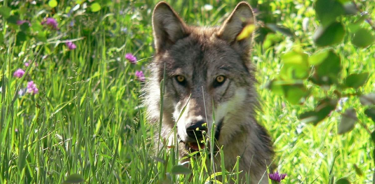 Trump administration lifts federal protections for gray wolf