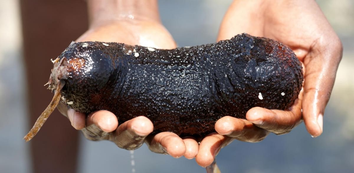 Three tonnes of sea cucumber worth Rs 1 crore seized in Tamil Nadu