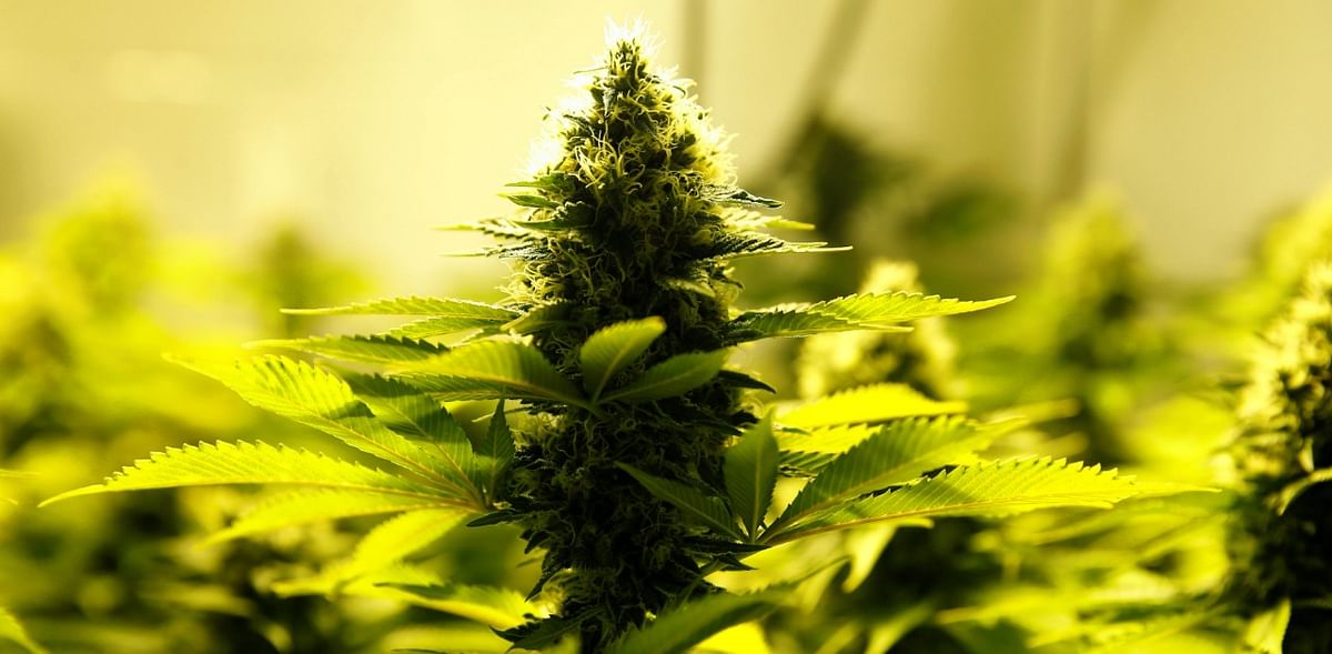 Oregon decriminalises small amounts of heroine, cocaine; New Jersey, Arizona legalise marijuana