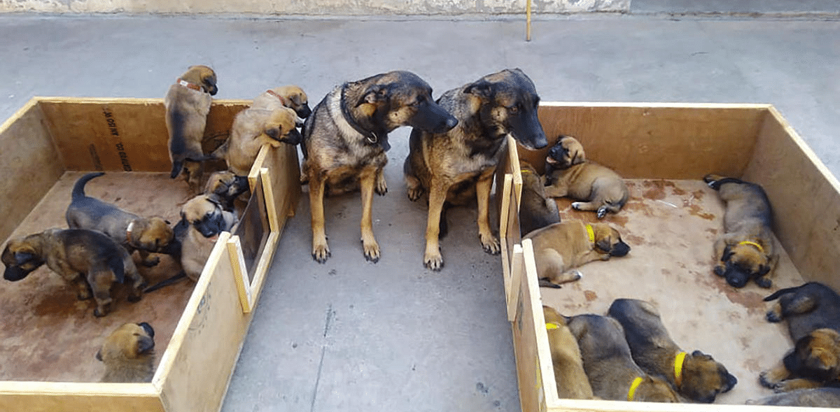 Indo-Tibetan Border Police gets 17 'Osama Hunter' pups in canine squad