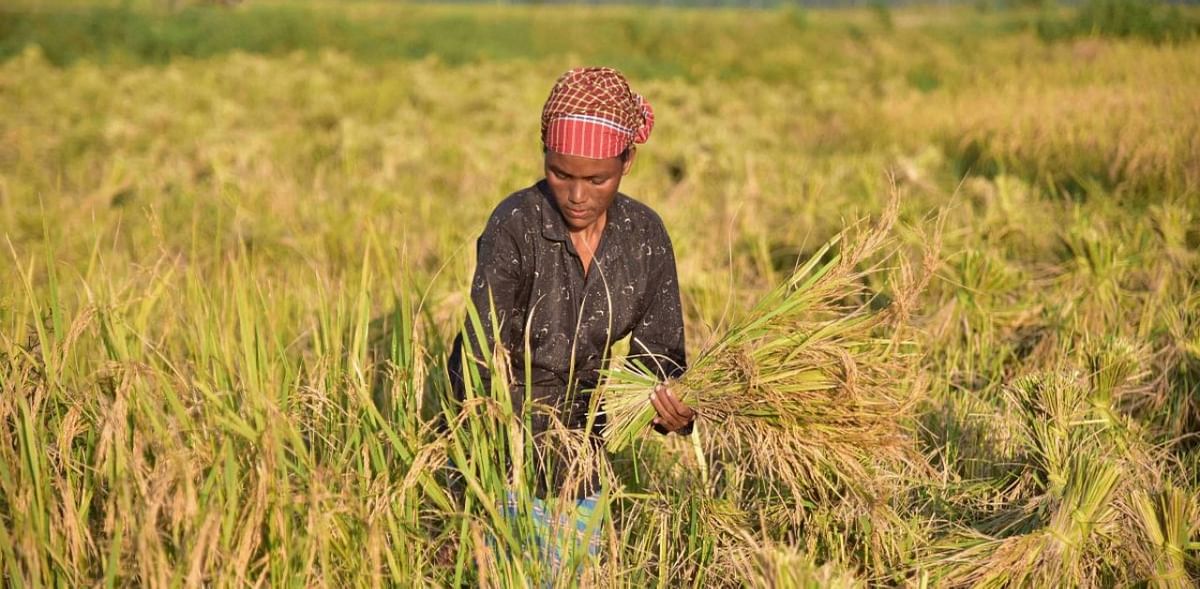 Hybrid rice: Corteva slowly making inroads into Bihar, Jharkhand; trains 90,000 woman farmers