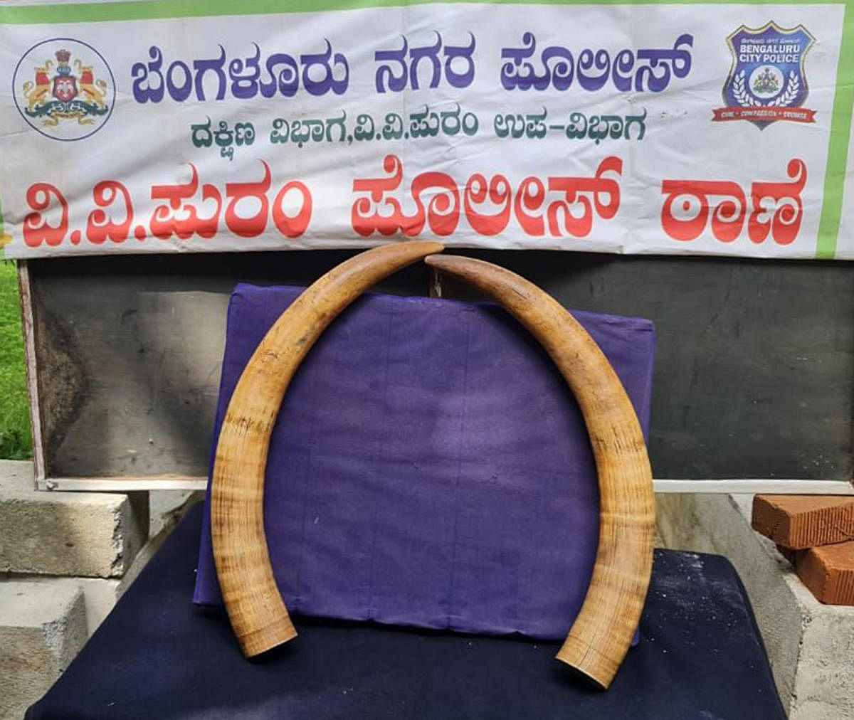 Five men trying to sell elephant tusks caught on Food Street