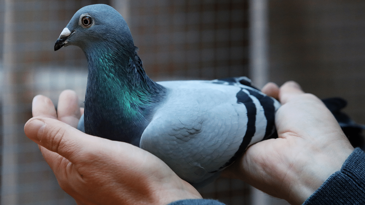 ‘You could compare It to a Picasso’: Pigeon sells for $1.9 million
