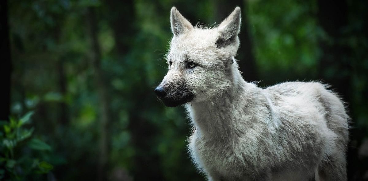 Using wolves as first responders against a deadly brain disease