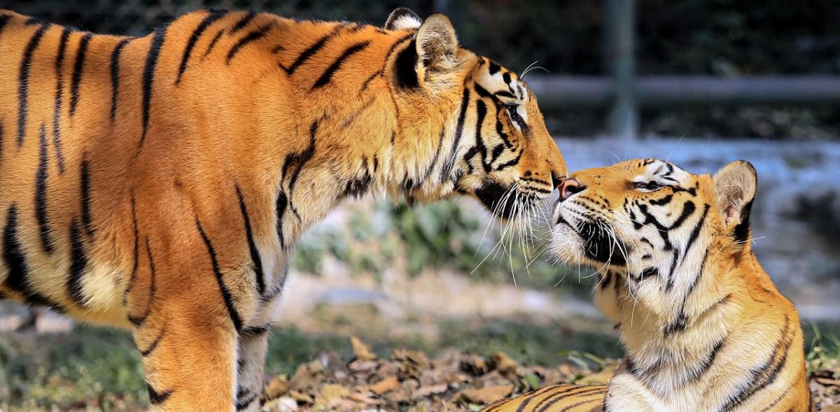 Delhi zoo gets Bengal tigress from Kanpur for conservation breeding
