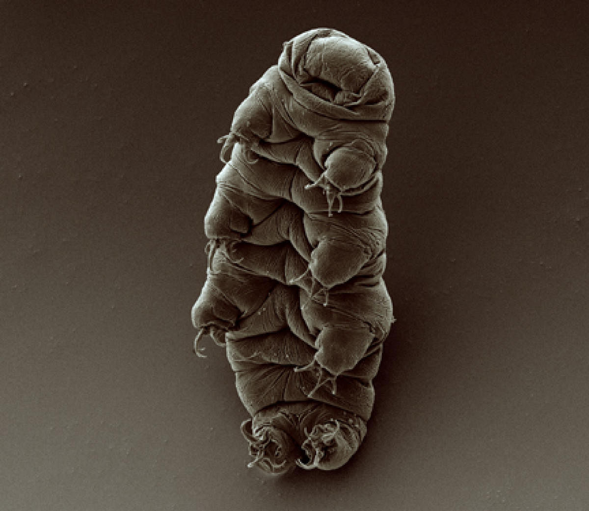 There are ‘water bears’ all around us