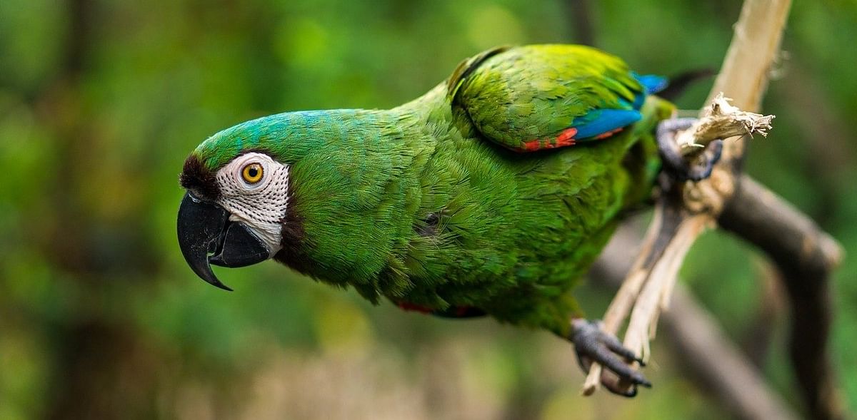 Smuggled parrots stuffed in plastic bottles found in Indonesia