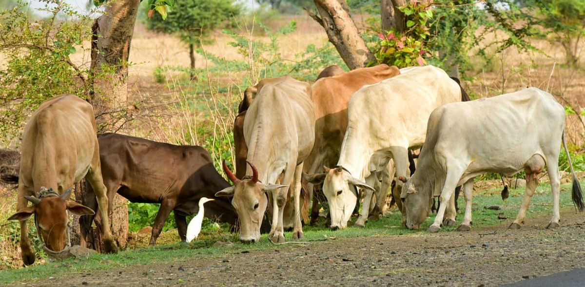 Residents urge authorities to arrest cattle poachers