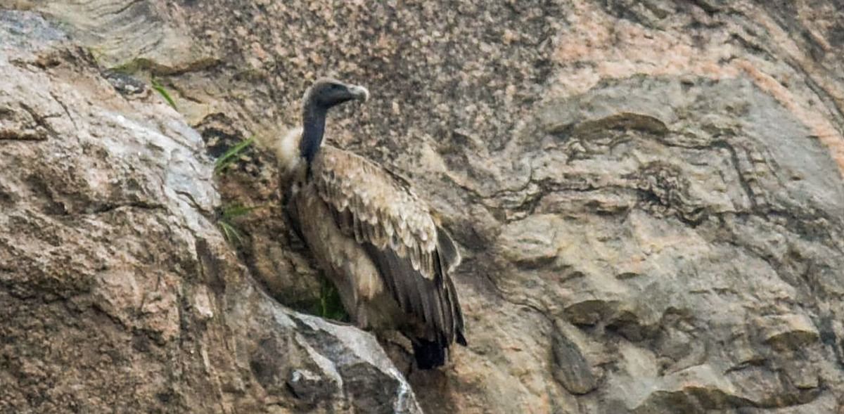 Artificial incubation facility for vultures likely in Bhopal