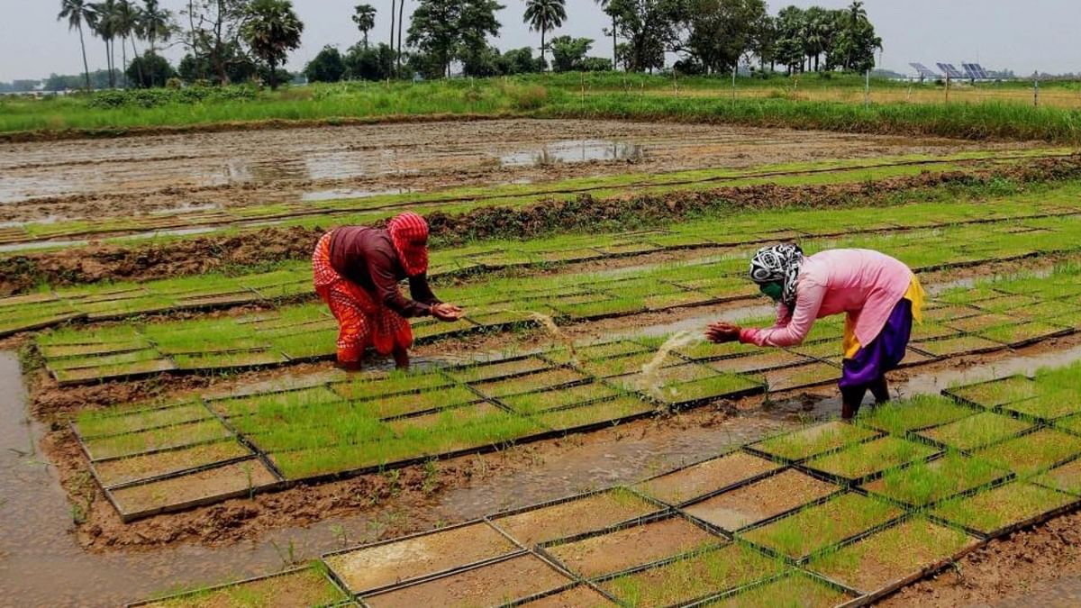 Organic farming: Why couldn’t Karnataka make a mark?