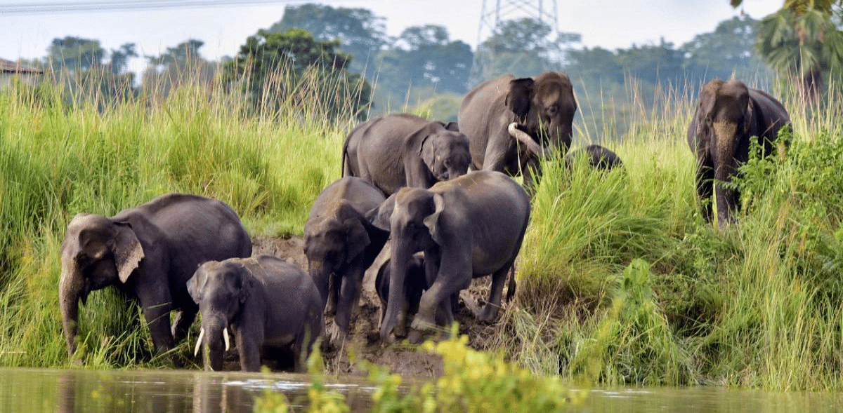 Uttarakhand wildlife board proposes denotification of Shivalik Elephant Reserve