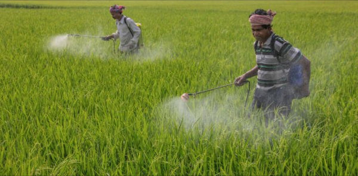 Most imported pesticides not made in India; hike in import duty to hit farmers: Dhanuka Agritech
