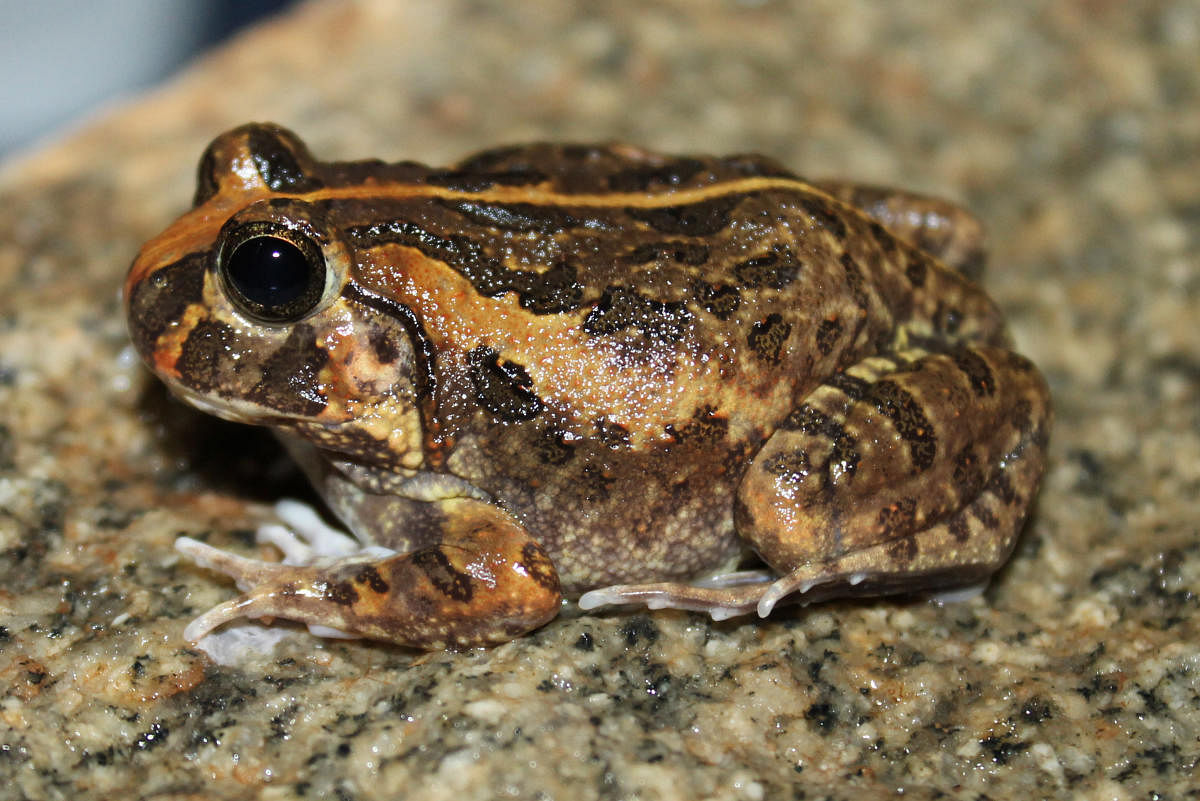 New frog species leaps out of unlikely habitat in Bengaluru