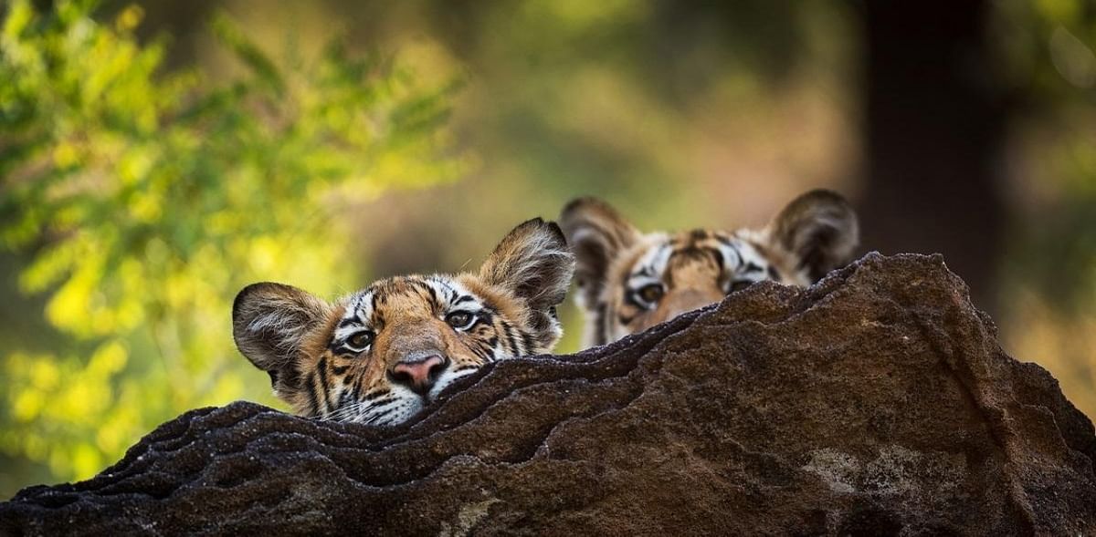 Madhya Pradesh loses 26 tigers in 2020; government says birth rate more than deaths