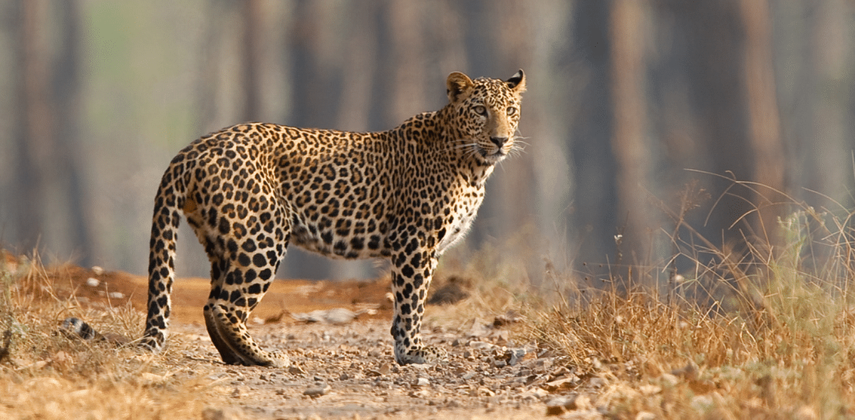 Gujarat govt shifts a dozen leopards to RIL-owned rescue centre in Jamnagar